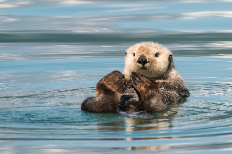 Alaska is the state with the lowest rate of personal taxation in the Union, a Republican redoubt, and a place synonymous with Big Oil. Yet it turns out to be a remarkably good steward of rare animals.