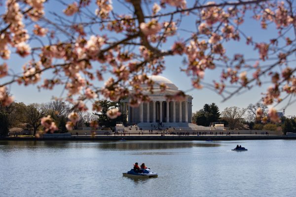DC hits peak cherry blossom bloom: Washington Photos of the Week