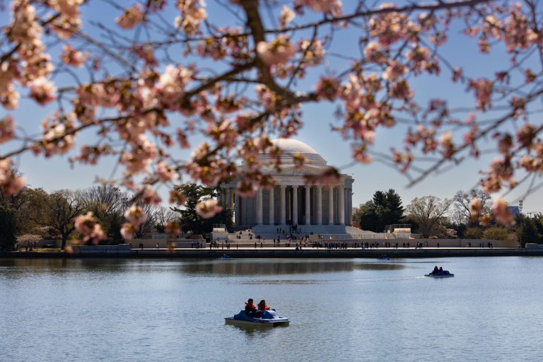 DC hits peak cherry blossom bloom: Washington Photos of the Week