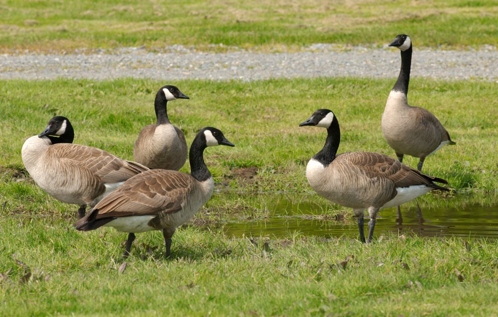 Washington Creates a Dirty Bird Bonanza