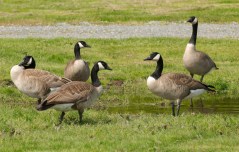 Washington Creates a Dirty Bird Bonanza