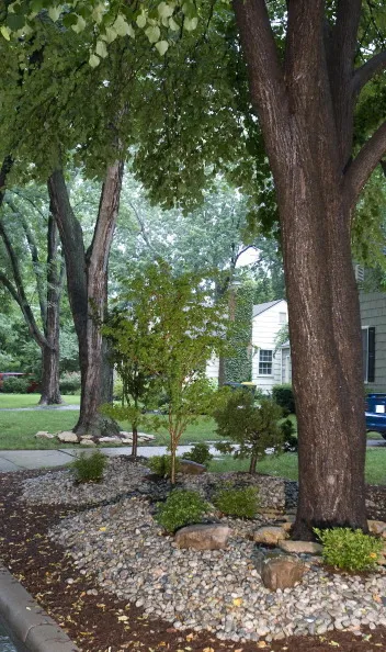 Before you plant: Match the right tree to the right site