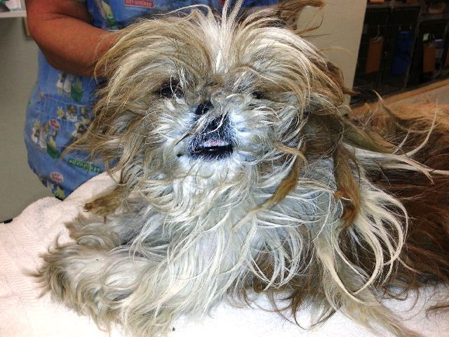 Biscuit the elusive Shih-Tzu was a runaway, officials say