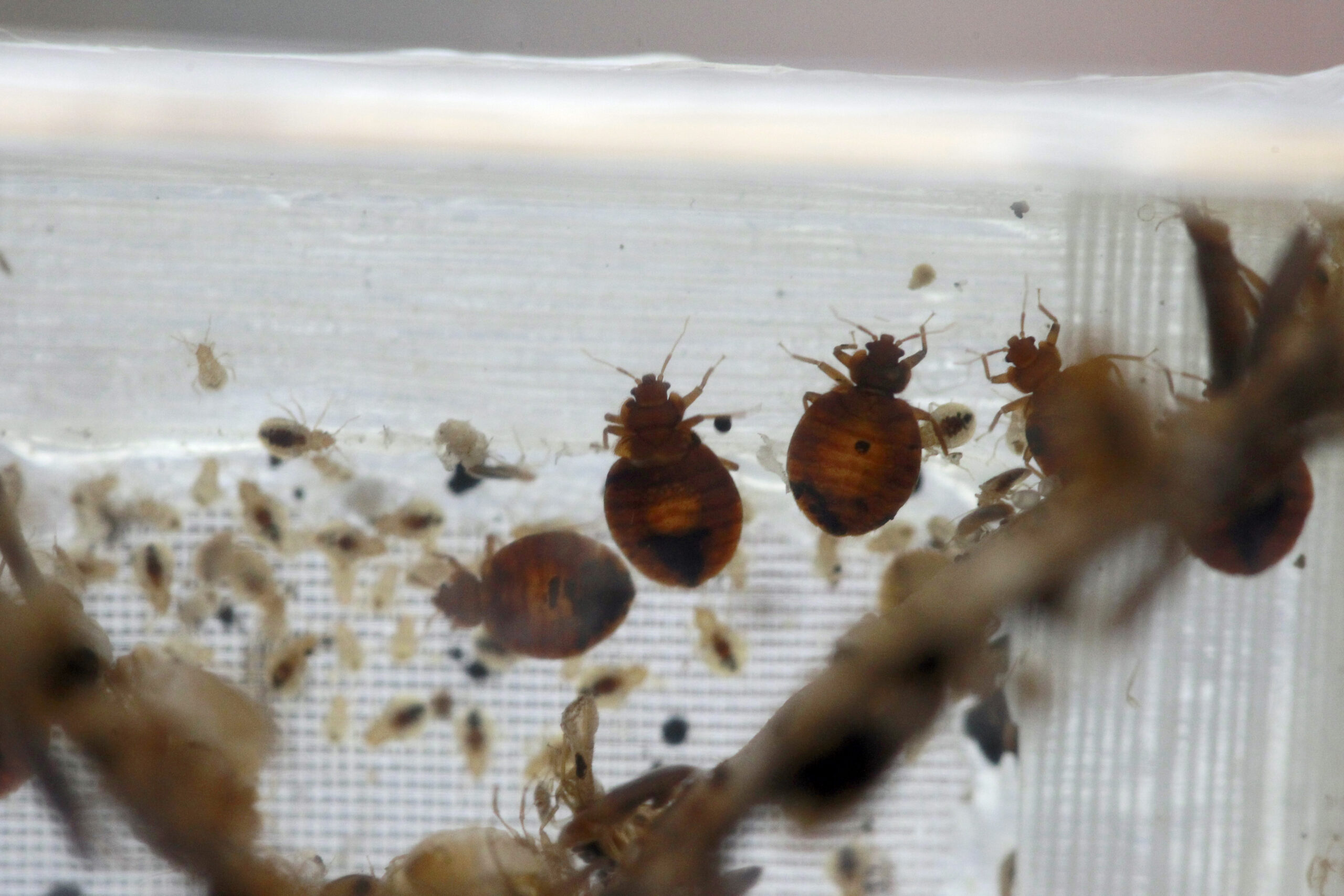 VA has bed bug problem in major Illinois hospital