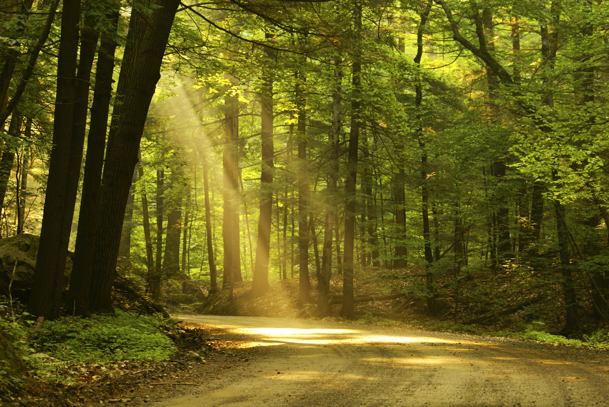 Grants to help preserve forest land in Southeast