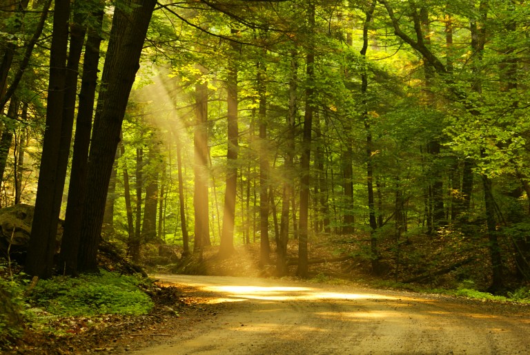 Grants to help preserve forest land in Southeast