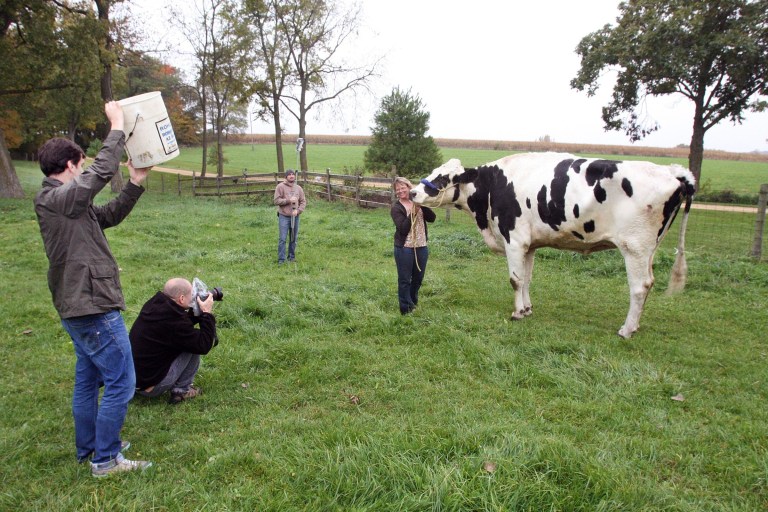 In this Oct. 13, 2014 photo, Patty Hanson is all smiles for the camera as she holds onto her Holstein cow Blosom while photographers from the Guinness World Records in London, England document the world's tallest cow for the 2016 book of world records, in Orangeville Ill. Hanson received notification of the distinction for the world record in August about Blosom, who measured 6 feet 4 inches tall at the wither (shoulder) in August. (AP Photo/The Journal-Standard, Jane Lethlean)