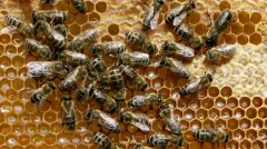 Feds unveil plan to save honey bees — and $15 billion in crops they pollinate