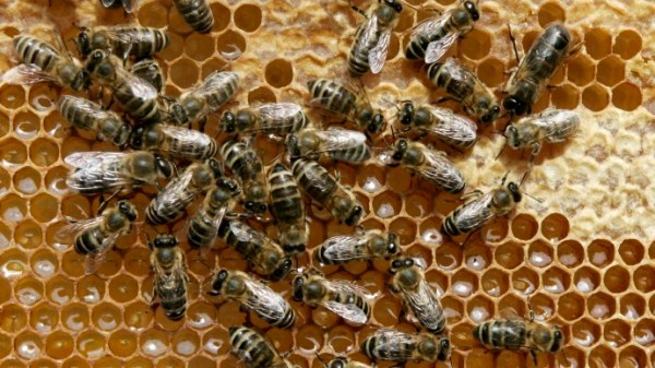 Feds unveil plan to save honey bees — and $15 billion in crops they pollinate