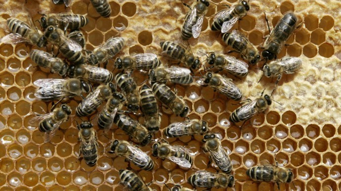 Honey bees working a frame of honey. AP Photo