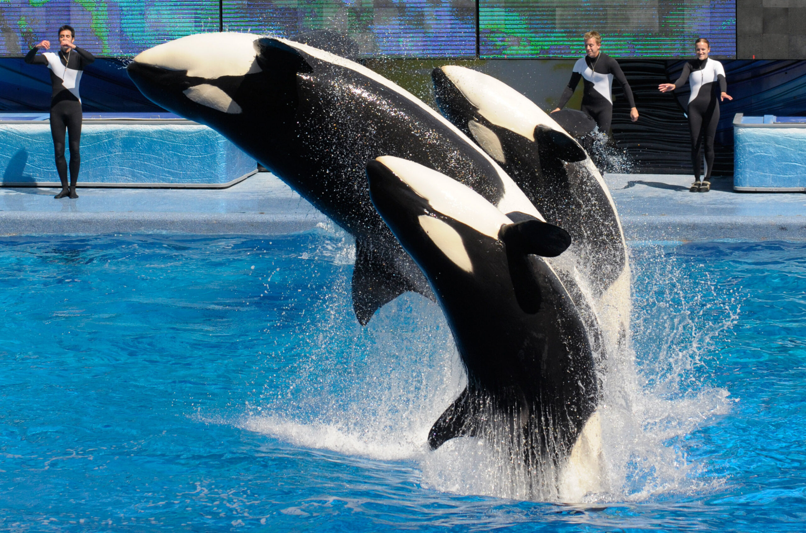 SeaWorld plans bigger killer whale environments