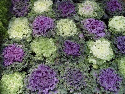 Top four cool-season annuals