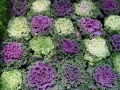 Top four cool-season annuals