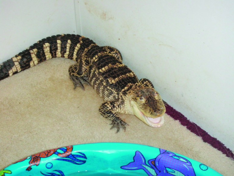 Alligator