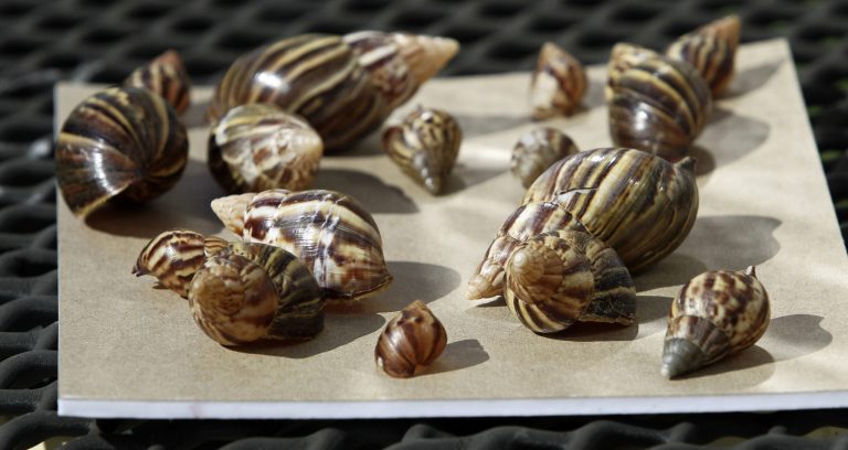 FILE -This Sept. 30, 2011 file photo shows a collection of giant African land snails in Miami. The Giant African Snail eats buildings, destroys crops and can cause meningitis in humans. But some people still want to collect, and even eat, the slimy invaders. The Department of Agriculture is trying to stop them. Since June, USDA has seized more than 1,200 of the large snails, also known as Giant African Land Snails, all of them traced back to one person in Georgia who was illegally selling them. (AP Photo/J Pat Carter, File)
