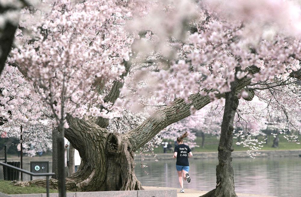 Get ready: Cherry blossom peak predicted for March 24-31