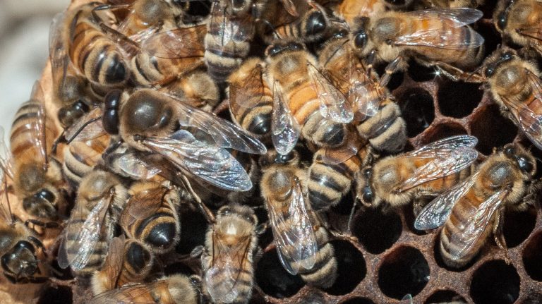 In this May 22, 2013 photo provided by the U.S. Department of Agriculture, a queen Italian honeybee, the large bee just left of center, is surrounded on an apiary nest in Washington, D.C. The USDA hopes to help honeybees by providing $3 million to farmers and ranchers in five states to improve their pastures. It turns out that dairy cows and bees like many of the same plants. (AP Photo/USDA, Lance Cheung)