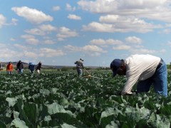 Report: Trump immigration plan would sap billions from U.S. economy