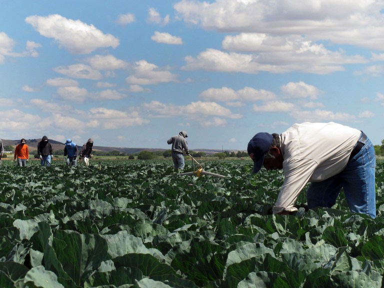 The hardest hit industry would be agriculture, of which 16.1 percent of the industry comprises illegal immigrants, according to data. (AP Photo/Gosia Wozniacka, File)