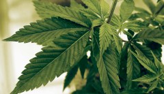 Pot industry massively increases its Washington lobbying