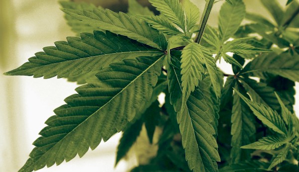 Pot industry massively increases its Washington lobbying