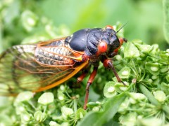 Don’t eat cicadas if allergic to shellfish, FDA says