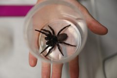 Reptile park seeks identity of anonymous donor after ‘Megaspider’ donation