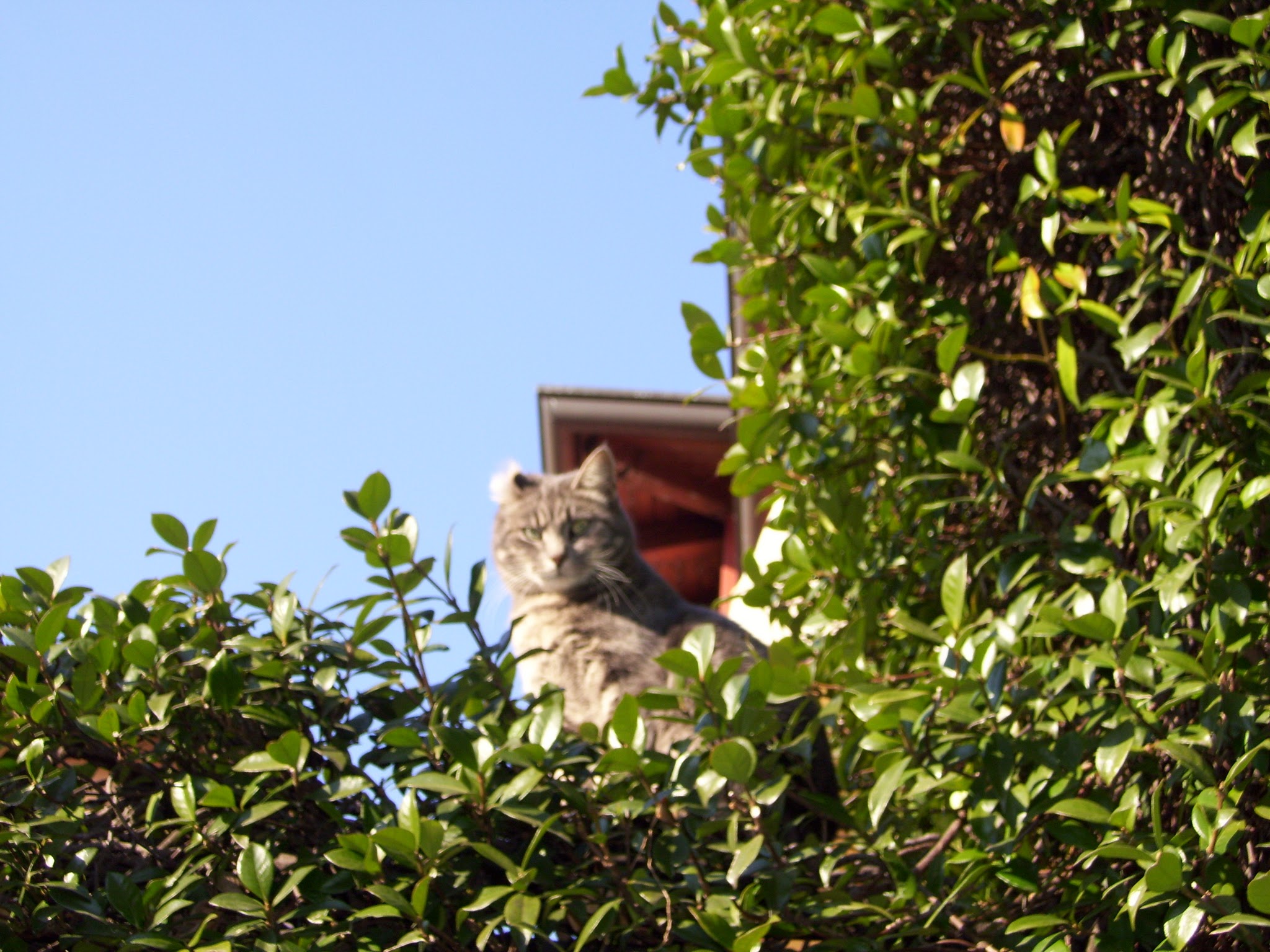 Afternoon Links: Walmart Gets Small, Herding D.C.’s Cats, and a Fishy Cuomo Donor