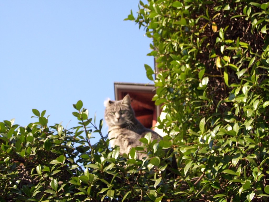 Afternoon Links: Walmart Gets Small, Herding D.C.’s Cats, and a Fishy Cuomo Donor