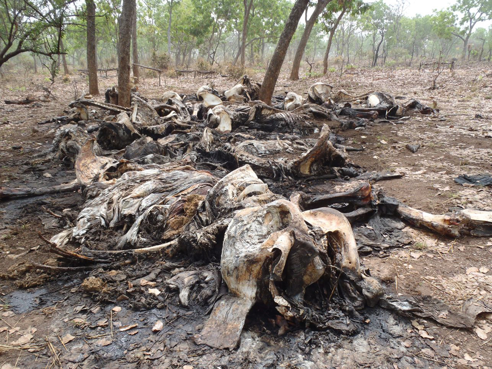 Foreign poachers target Cameroon elephants: Expert