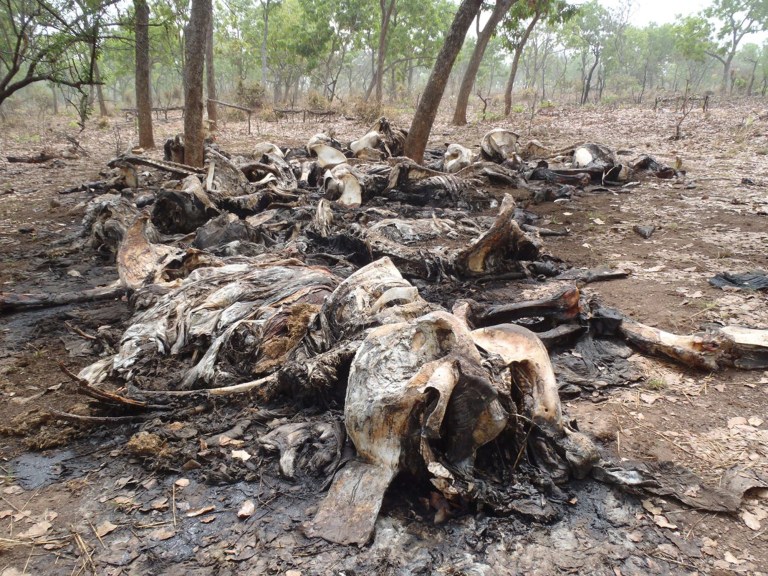   File - In this February 2012 file photo released by Boubandjida Safari Lodge, the carcasses of elephants slaughtered by poachers are seen in Bouba Ndjida National Park, located in Cameroon near the border with Chad. Tighter security has been mounted to protect Cameroon's dwindling elephant population because intelligence shows that two gangs of poachers from Sudan are heading for the area, said WWF Cameroon conservation director Hanson Njiforti Tuesday, Dec. 4, 2012. In the first quarter of 2012, poachers traveled more than 1,000 kilometers (620 miles) on horseback from Sudan to reach northern Cameroon's Bouba Ndjida National Park, where they killed more than 300 elephants in two months. The killings represented about 80 percent of the parkâs elephant population. (AP Photo/ Boubandjida Safari Lodge, File)  