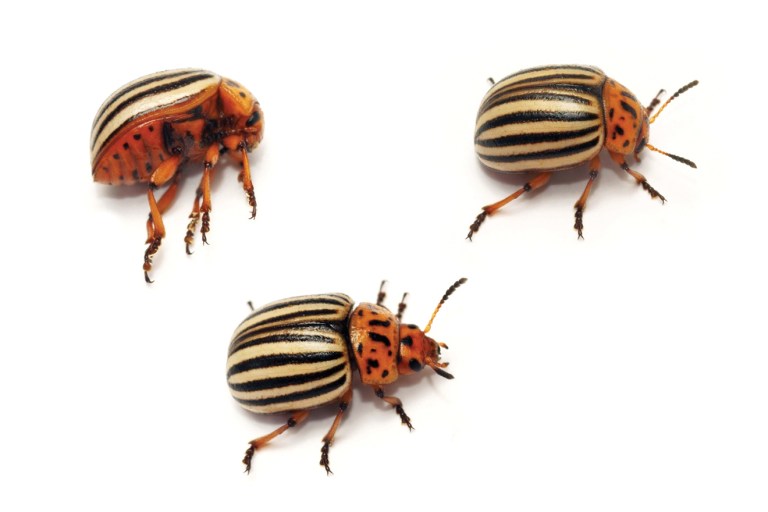 Please Don’t Bug Me