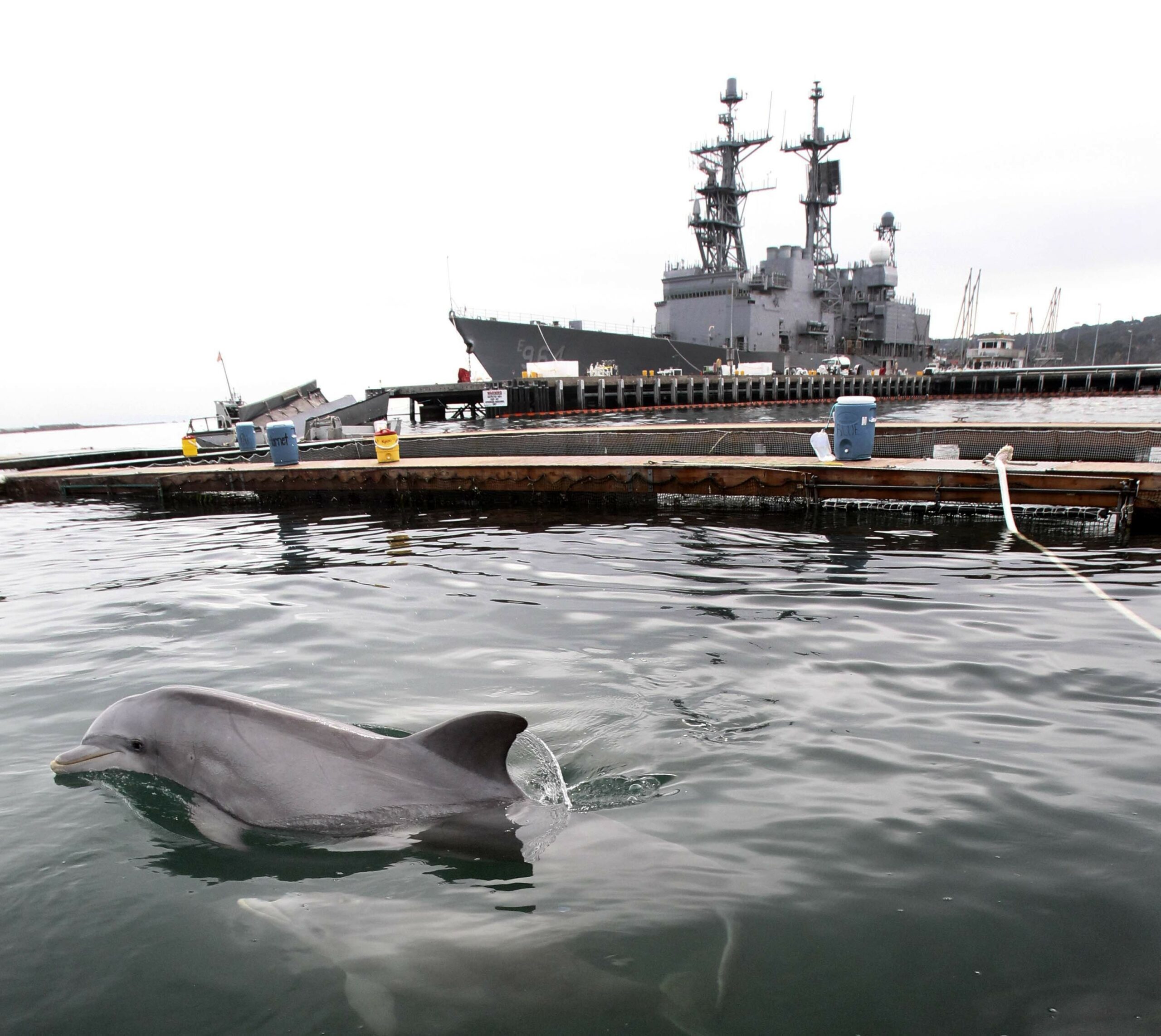 Trained Navy dolphins losing out to robots