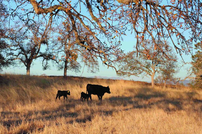 In this photo taken Monday, November 5, 2012, cattle graze at a preserve run by the Sierra Foothill Conservancy near Prather, Calif. The conservancy's beef operation, Sierra Lands Beef, is certified Animal Welfare Approved and American Grassfed, both stringent labels. (AP Photo/Gosia Wozniacka)