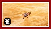 What to know about the CDC warning on rare tick-borne allergy to meat