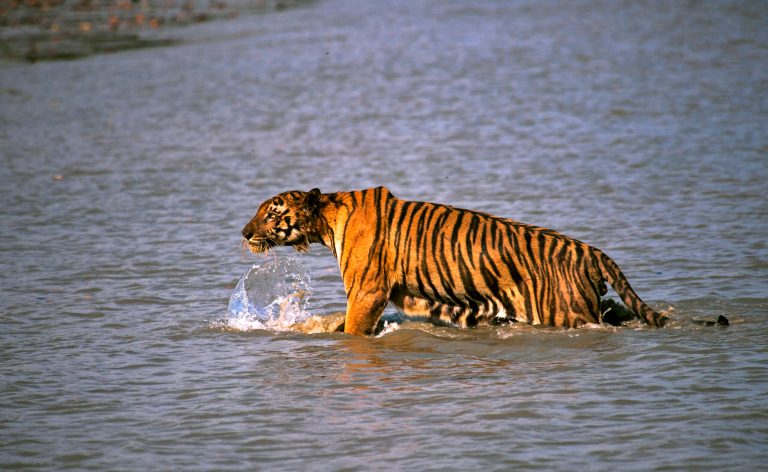 In this Saturday, April 26, 2014, photo, a Royal Bengal tiger prowls in Sunderbans, at the Sunderban delta, about 130 kilometers (81 miles) south of Calcutta, India. An Indian fisherman says a tiger has snatched a man off a fishing boat and dragged him away into a mangrove swamp. (AP Photo/Joydip Kundu)