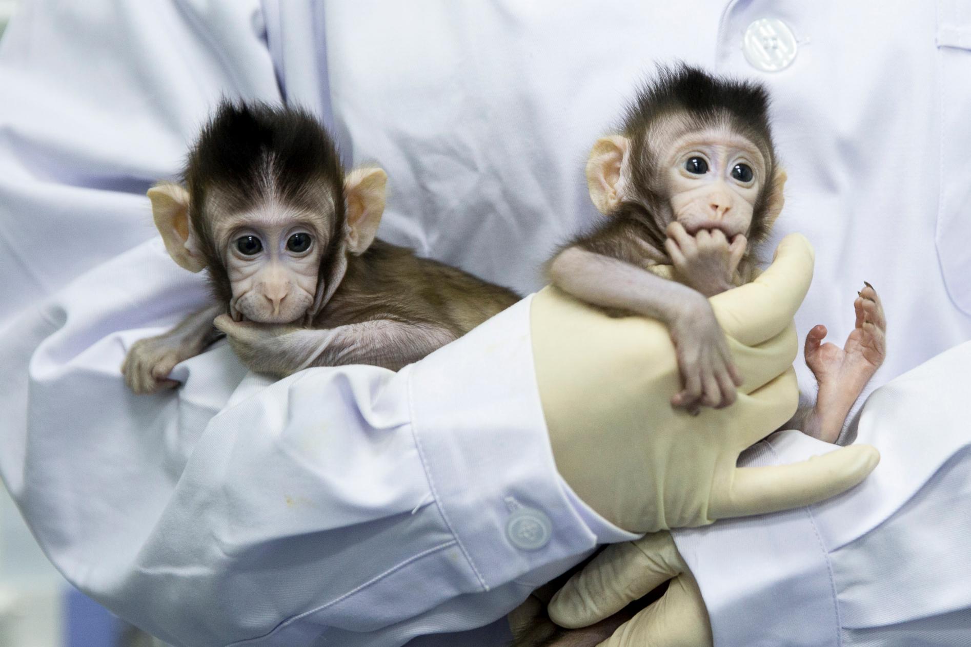 What Do Cloned Monkeys Mean for Medical Research&mdash;and Human Cloning?