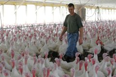 ‘Food supply chain is breaking’: Tyson Foods warns ‘millions of pounds of meat will disappear’ from shelves