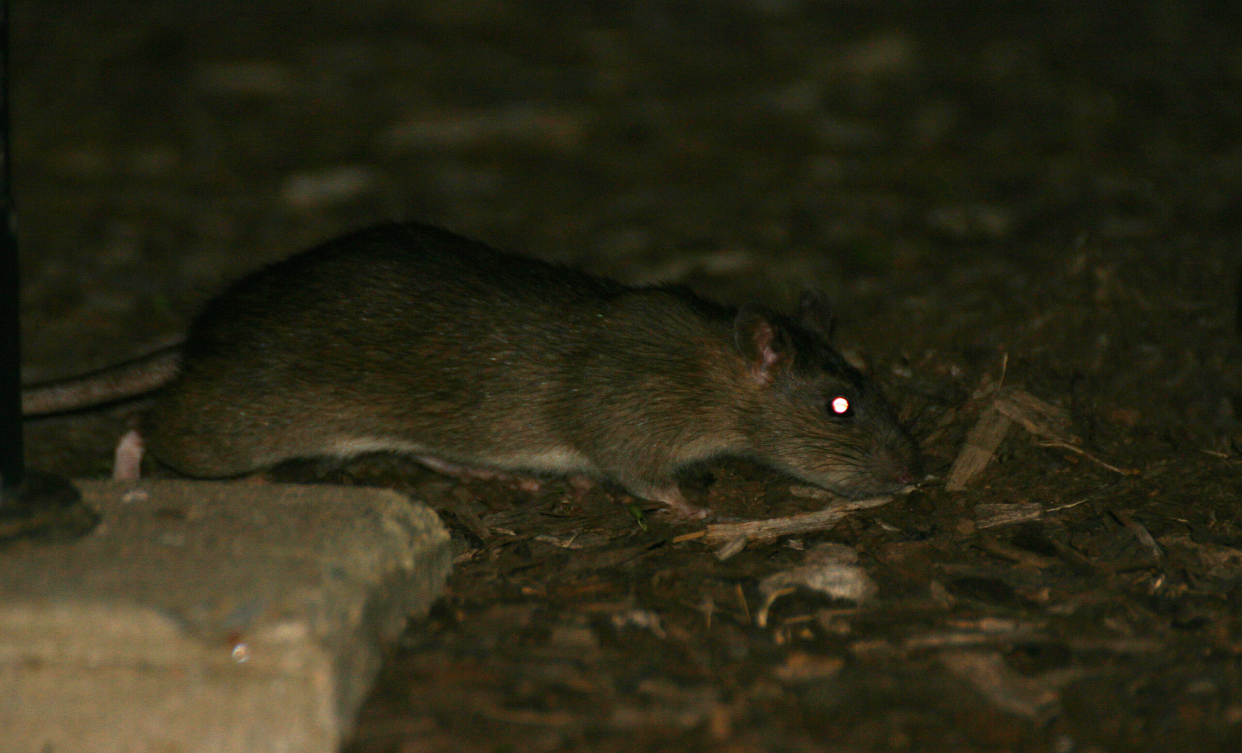 Baltimore Sun: DC has more rats