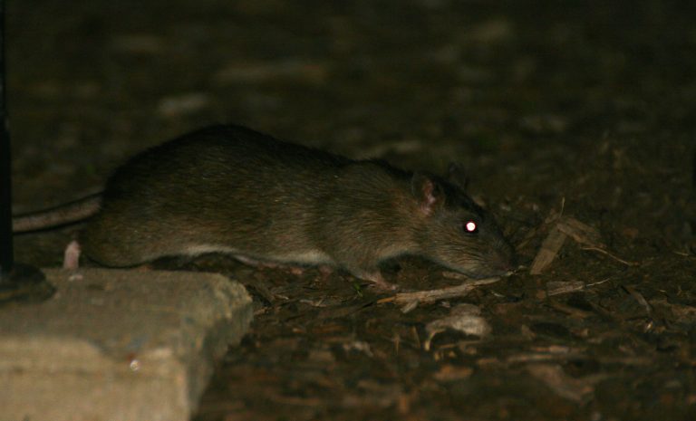 Baltimore Sun: DC has more rats