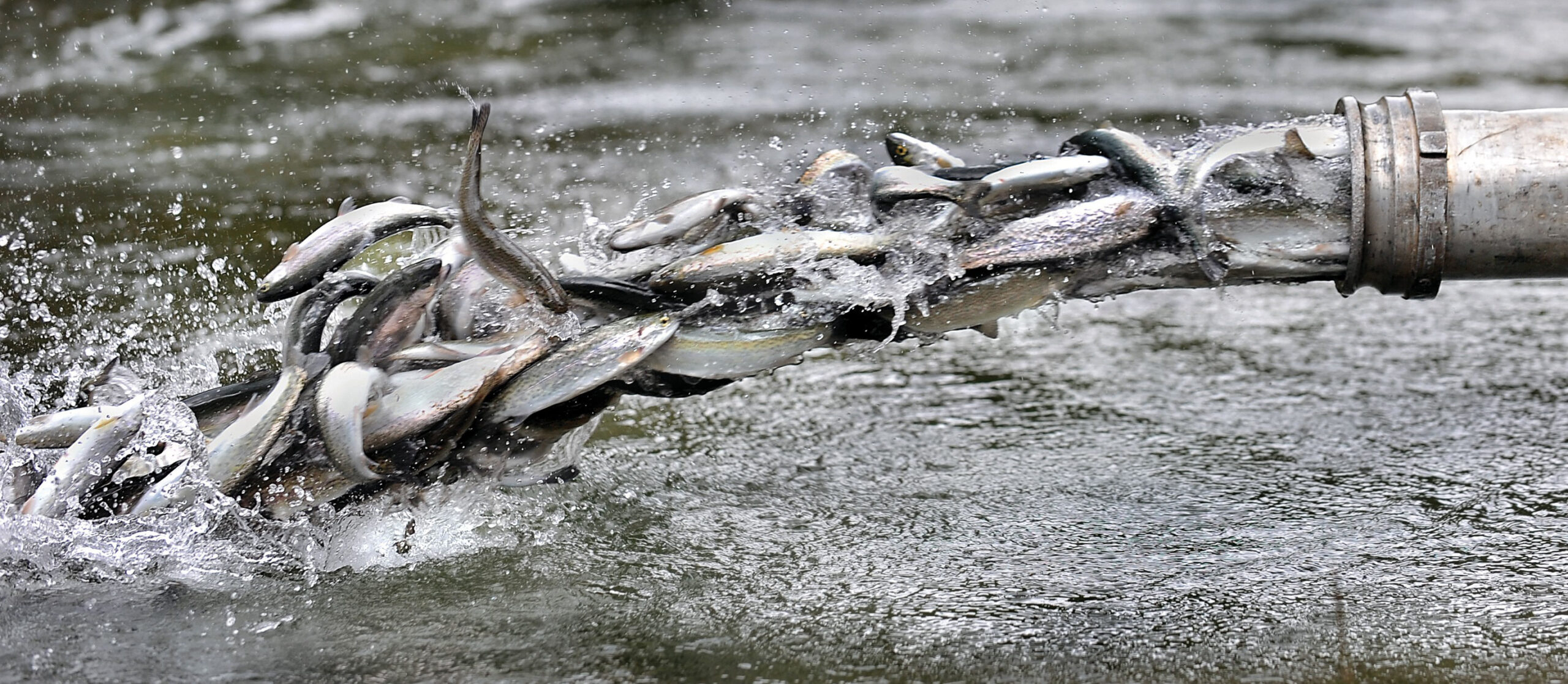 Commission voting on plan to limit hatchery salmon