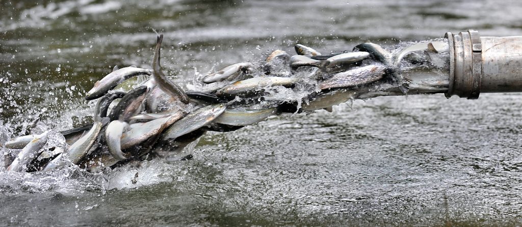 Commission voting on plan to limit hatchery salmon