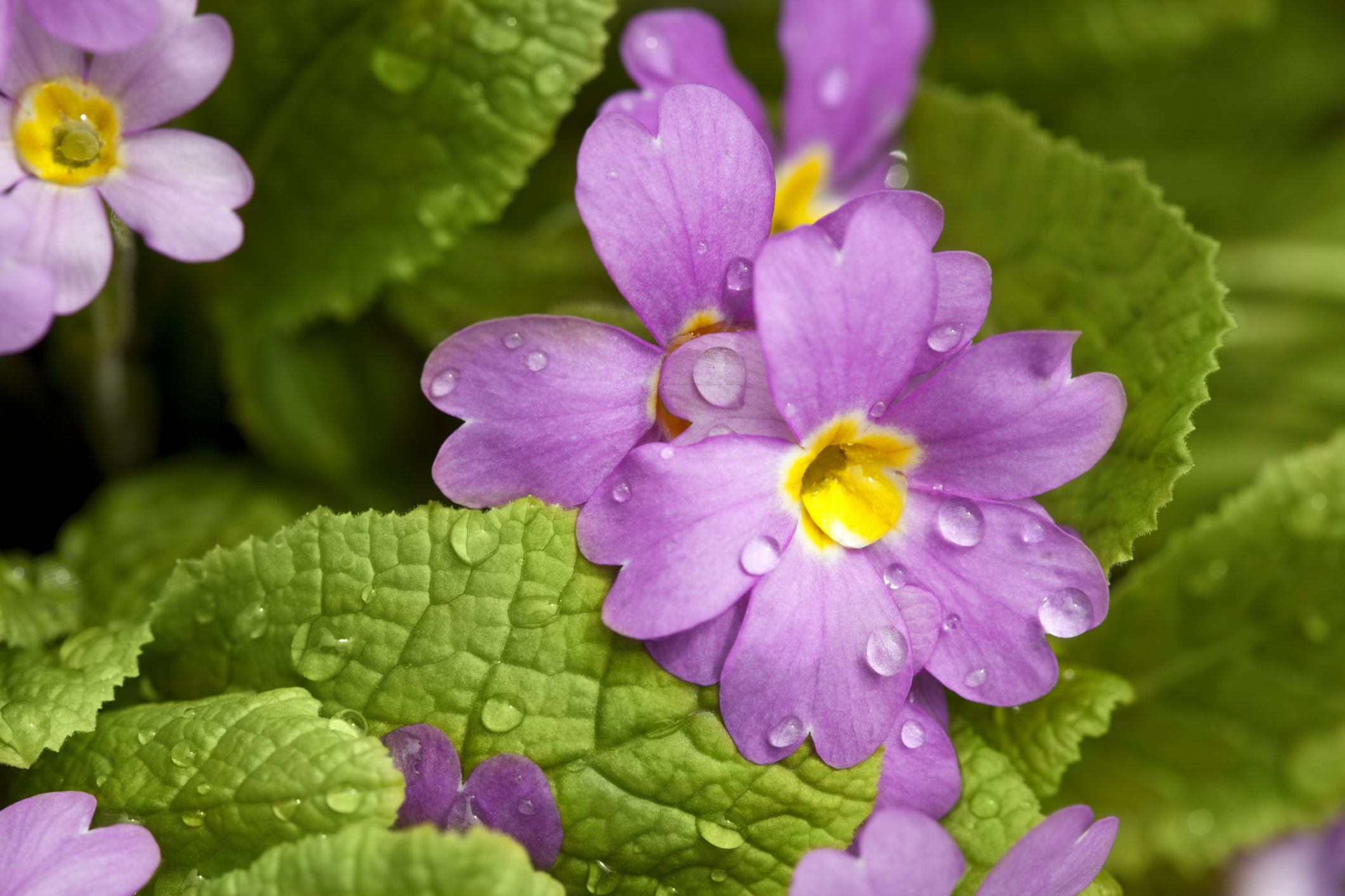 Meghan Cox Gurdon: A leaky pipe brings black flowers of spring