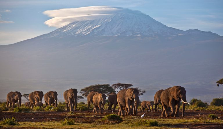 FILE - In this Monday, Dec. 17, 2012 file photo, a herd of adult and baby elephants walks in the dawn light across Amboseli National Park in southern Kenya, with the highest mountain in Africa, Mount Kilimanjaro in Tanzania, seen behind. A new study released Monday Aug. 18, 2014, by lead author George Wittemye of Colorado State University, found that the proportion of illegally killed elephants has climbed to about 65 percent of all African elephant deaths, accounting for around 100,000 elephants killed by poachers between 2010 and 2012. (AP Photo/Ben Curtis, File)