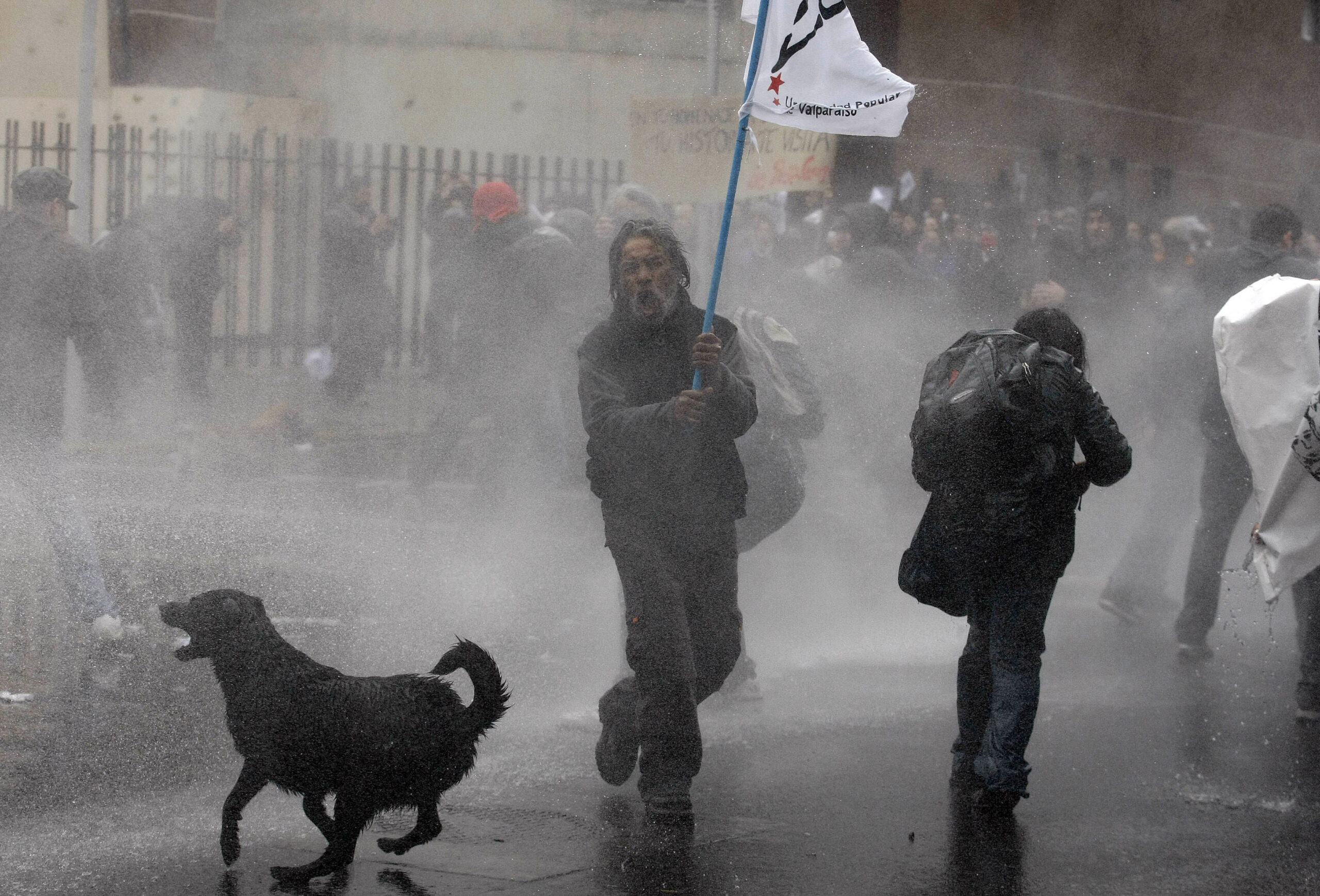 Chilean street dogs are protesters’ best friends