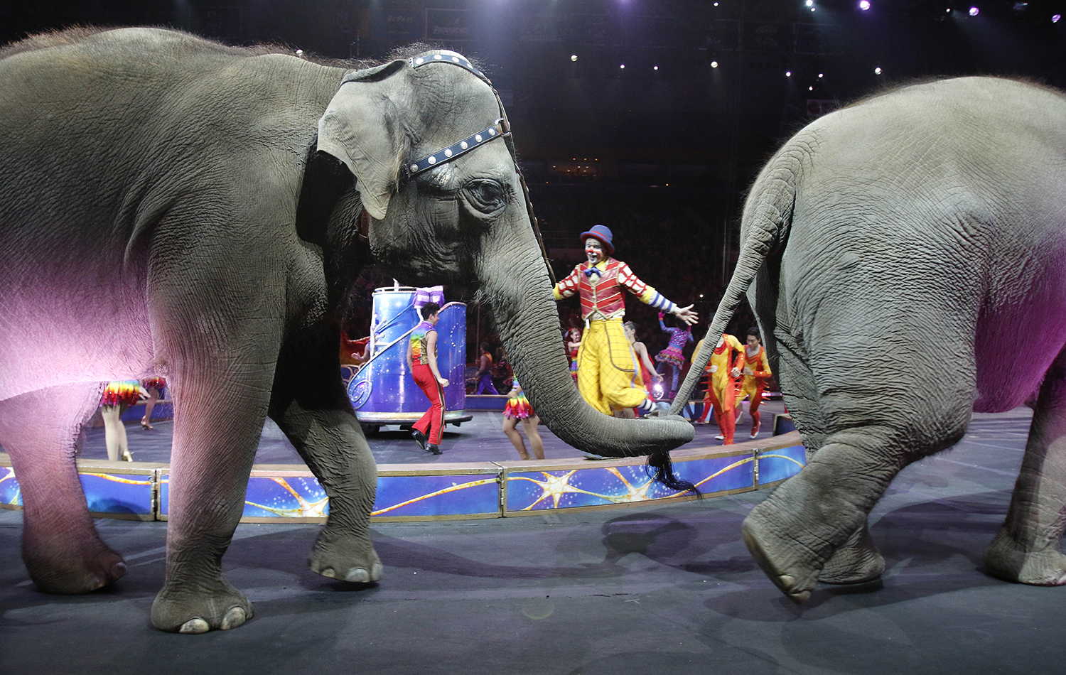 Flashback: Trump said he would not go to circus without elephants