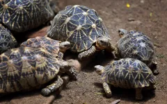 Indian poachers threaten lesser-known animals