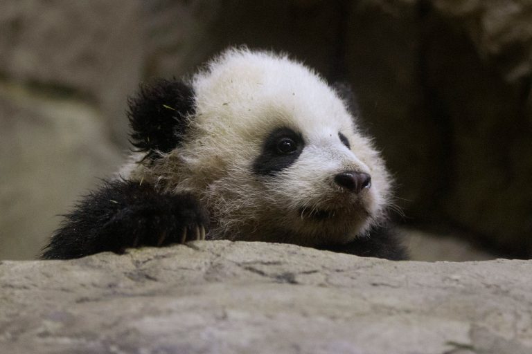 Bao Bao, the four and a half month old giant panda, makes her public debut at an indoor habitat at the National Zoo in Washington, Monday, Jan. 6, 2014. 