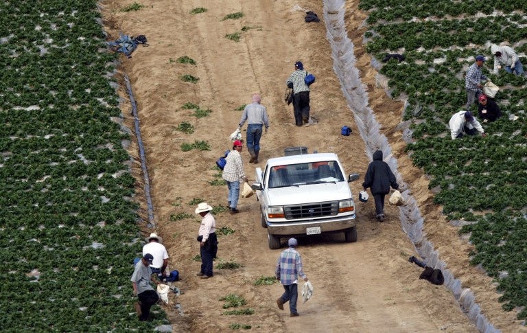 Unidentified farm workers pick strawberries along a hillside in Oceanside, Calif. (AP PHoto/Lenny Ignelzi)