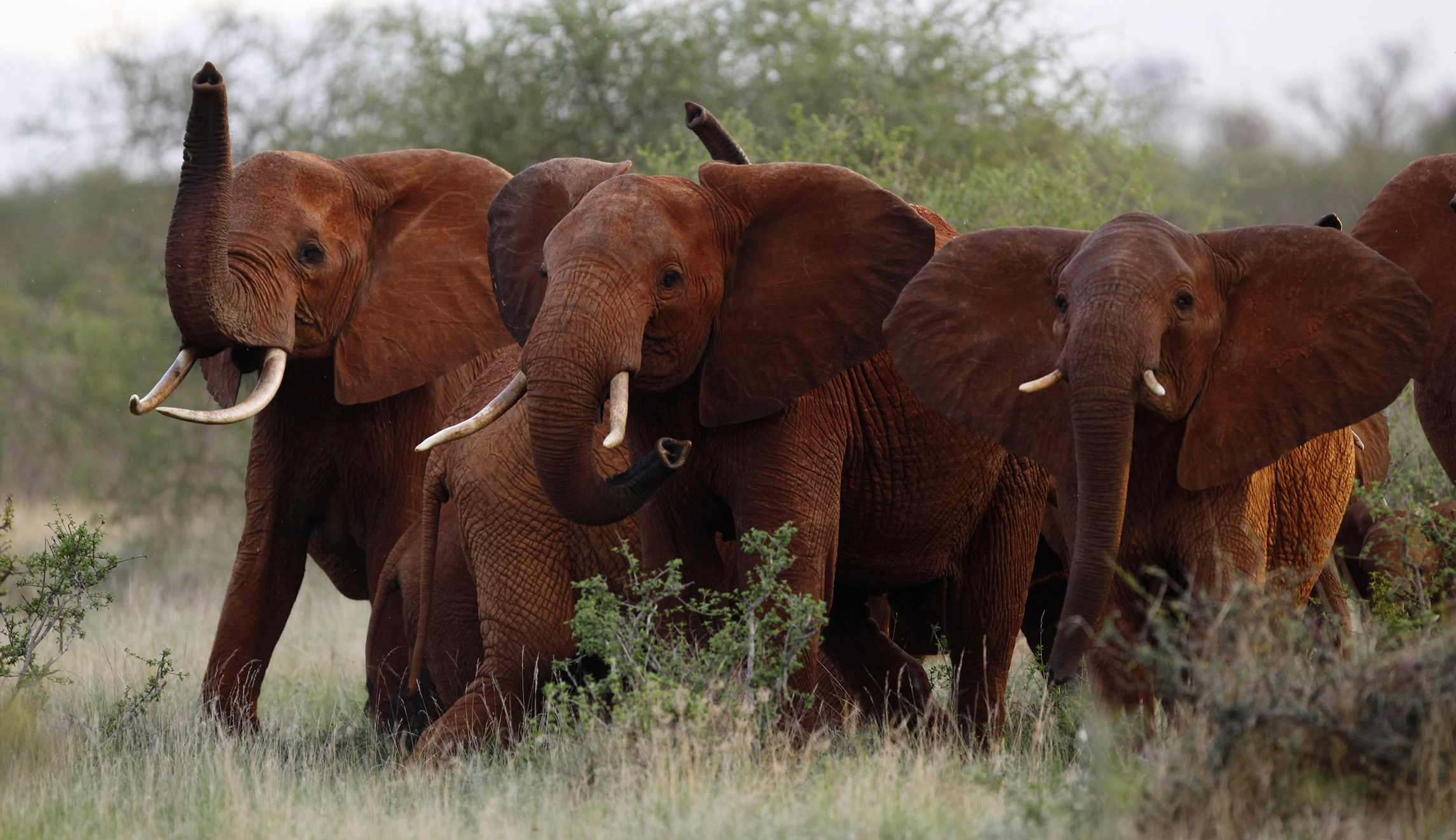 Trump allows elephant, lion hunters to import trophies
